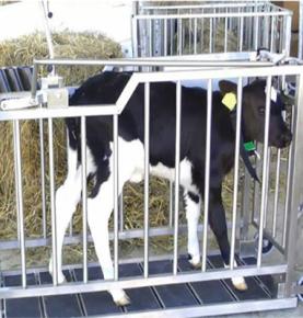 RFID intelligent weighing identification system